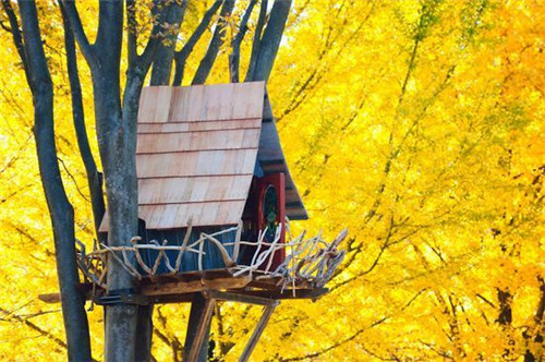 散落在世界各地的特色树屋，你也曾经梦想过拥有吗？